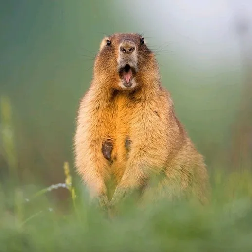 Мармонт на лугу в солнечное утро, восхищённый своим окружением и природой