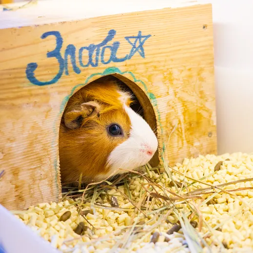 Морская свинка выглядывает из домика в центре города