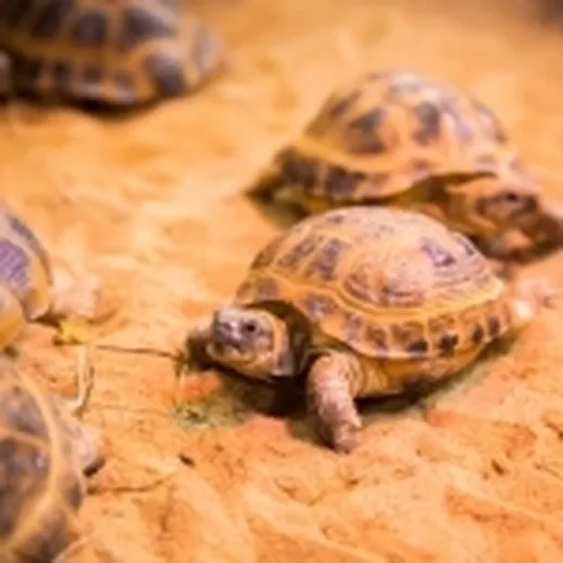 Черепахи ползут по песчаному дну в зоопарке во время солнечного дня