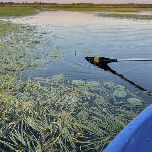 Корабли на спокойной воде исследуют заросли водных растений в вечерний час на озере