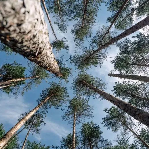Высокие деревья соснового леса, окружённые голубым небом и облаками в ясный день