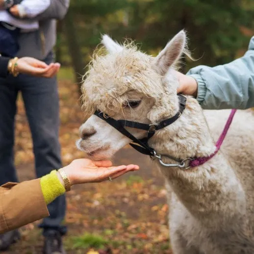Лама на прогулке с детьми в лесу осенью