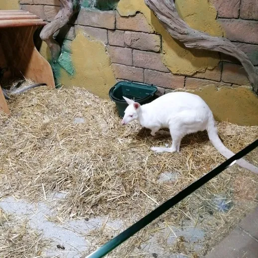 Белый кенгуру в вольере, окруженном соломой, в зоопарке под открытым небом в теплый день