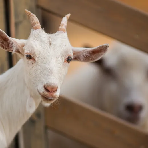 Белая коза на фоне деревянного забора в сельском дворе в солнечный день