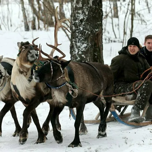 На морозе люди катаются на санях, запряжённых северными оленями, в зимнем лесу
