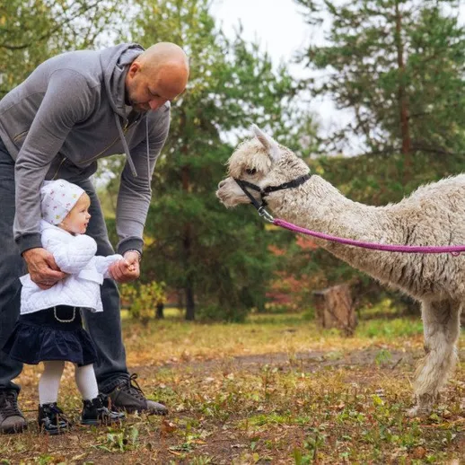 Дедушка и внучка общаются с альпакой на прогулке в парке осенью