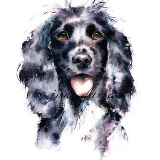 Чёрный спаниель с выразительными глазами и вытянутым языком на белом фоне