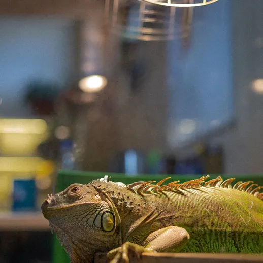 Игвана отдыхает на столе в кафе в день света и уюта