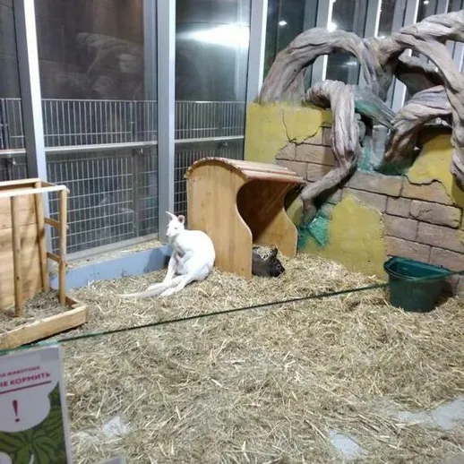 Кабинет малыша, играющего в зоопарке, с белым котом и сеном на полу в вечернее время