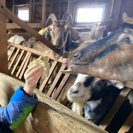 Ребёнок кормит коз на ферме в шумном загоне в осенний день