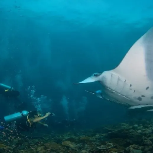 Дайвинг в тропических водах, встреча с манта-скатом в непосредственной близости от рифа