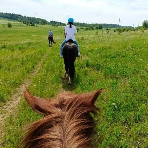 Прогулка на лошадях по зеленым полям на фоне природы в ясный день