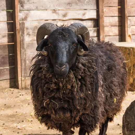 Черная овца с крупными рогами на ферме под солнечным светом