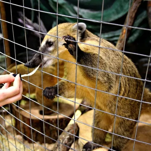 Корма коати в зоопарке, человек взаимодействует с животным и предлагает угощение
