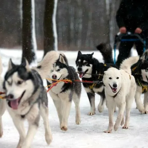Собаки хаски в зимнем лесу тянут сани по снежной трассе, создавая атмосферу зимнего приключения