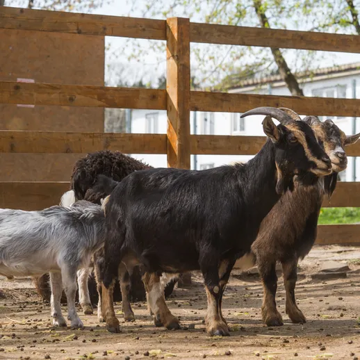 Козы на ферме наслаждаются солнечным днем в деревне