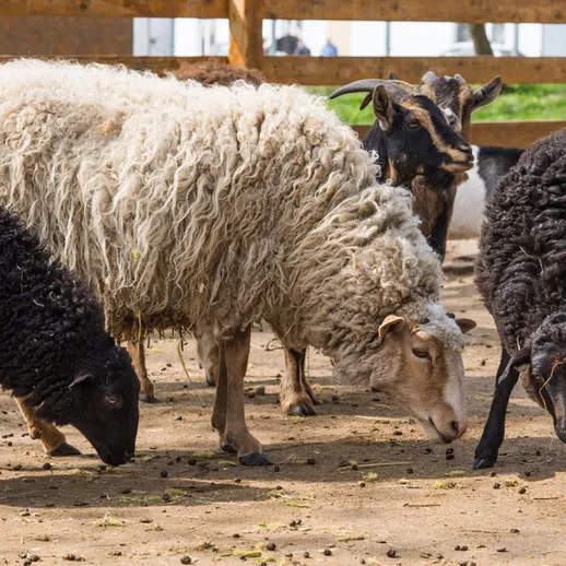 Овечки и козы рядом в загоне под солнечным светом
