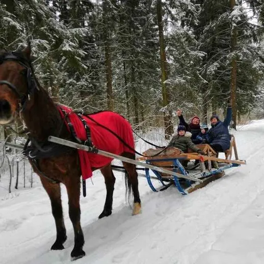 Лошадиные упряжки в зимнем лесу с друзьями, наслаждающимися снежным пейзажем