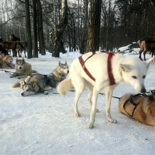 На зимней прогулке по заснеженному лесу собаки породы хаски и белый северный лабрадор наслаждаются свежим воздухом