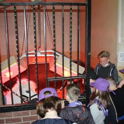 Дети наблюдают за животными в зоопарке во время экскурсии