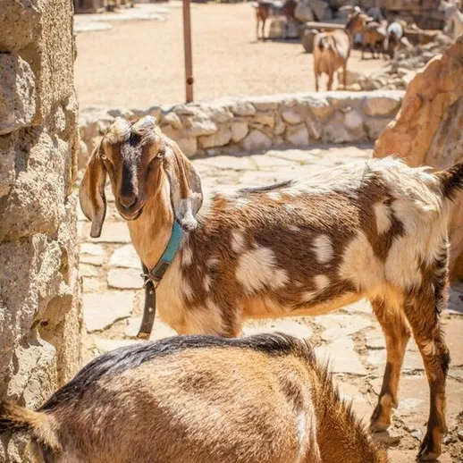Козы на ферме в солнечный день в деревне