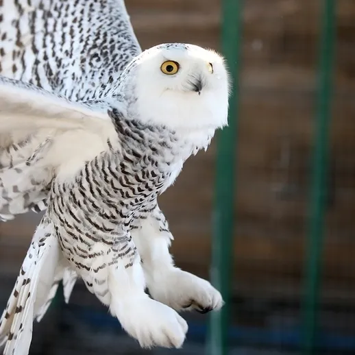 Сова-сиракушка в полете на фоне леса в ясный день