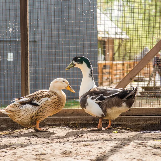 Утки на ферме в теплый день наслаждаются солнечным светом