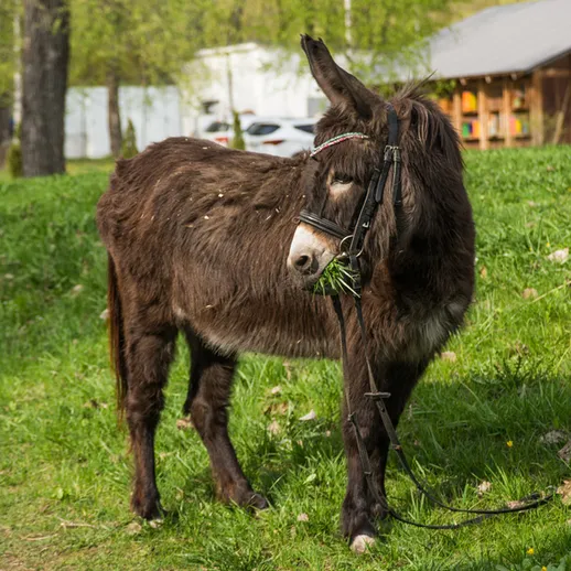 Осел на зеленом лугу рядом с домом, ест траву в яркий весенний день