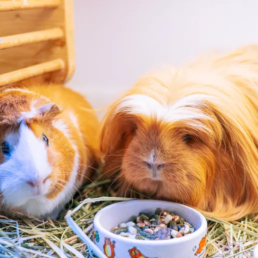 Морские свинки наслаждаются едой в уютном уголке дома