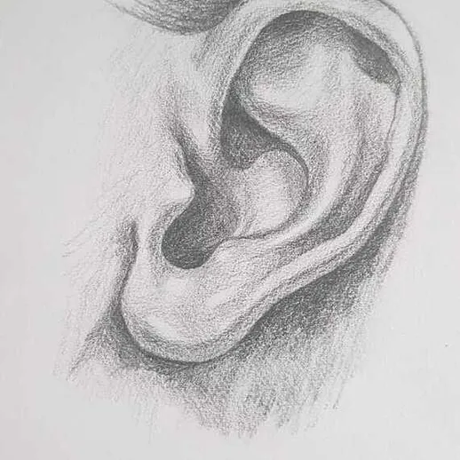 Изображение ушной раковины, выполненное графитом на белом фоне в стиле реализма