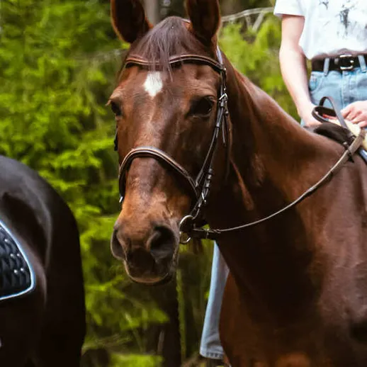 Лошади на прогулке по зелёному лесу в ясный летний день Лошади на прогулке по зелёному лесу в ясный летний день