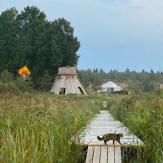 Прогулка по деревянному мосту среди природы с кошкой на фоне экодомов в вечернее время