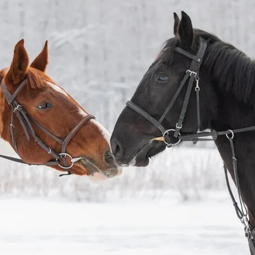 Лошади общаются на снегу в зимний день в лесу