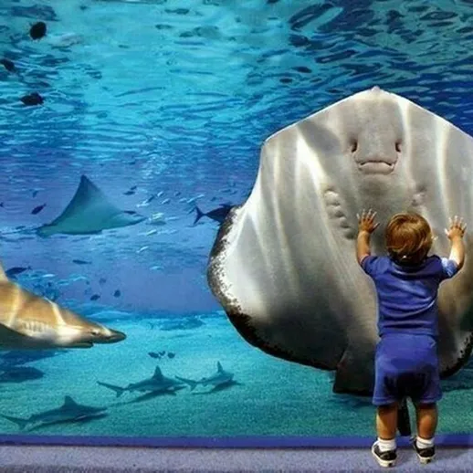 Мальчик восхищается морскими обитателями в аквариуме, наблюдая за скатом и акулой