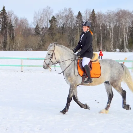 На snowy поляне верховая езда на сером лошади в зимнее время с наездницей в экипировке