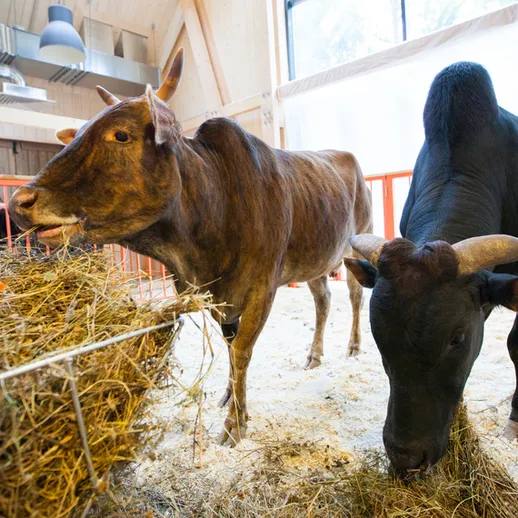 Корова и бык в современном животноводческом комплексе, активные в кормушке, зимний день