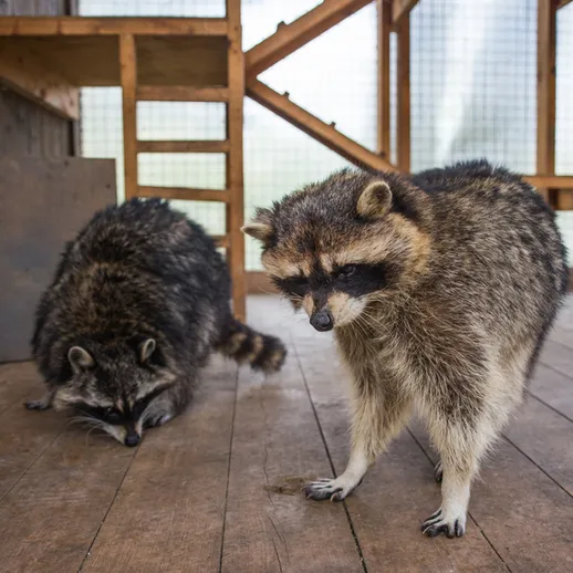 Еноты исследуют помещение в вольере в солнечный день