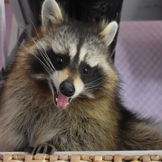 Енот улыбается в уютной комнате среди обуви и домашних вещей