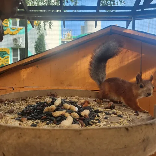 Белка на кормушке в городском парке, ищет орехи и семена среди еды в солнечный день