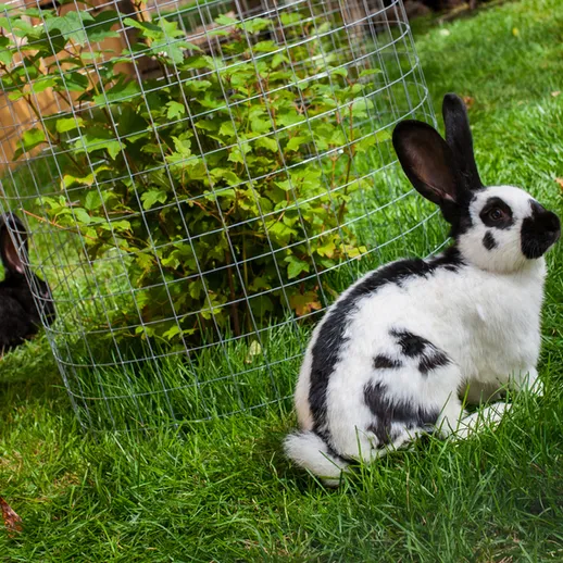 Кролики отдыхают на зеленой траве рядом с забором из проволоки