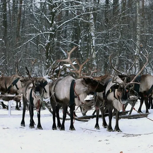 В стаде северных оленей в зимнем лесу на фоне заснеженных деревьев, группа животных кормится и передвигается, Россия