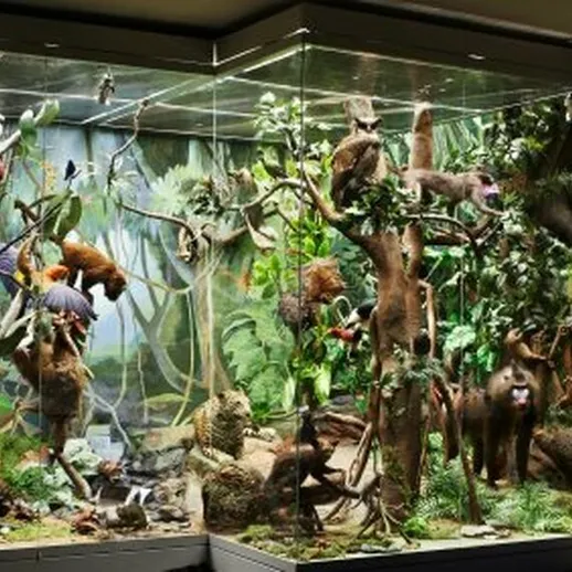 Экспозиция тропического леса с разнообразными животными и растениями в ботаническом саду