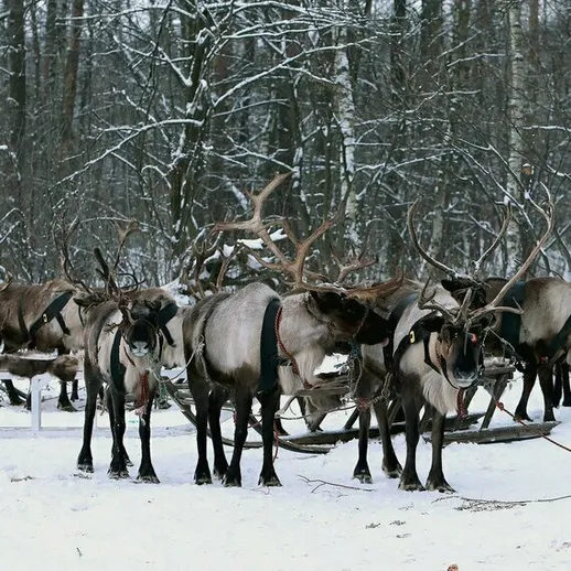 Северные олени в снегу на зимней пастбище в лесу Сибири среди деревьев и снега
