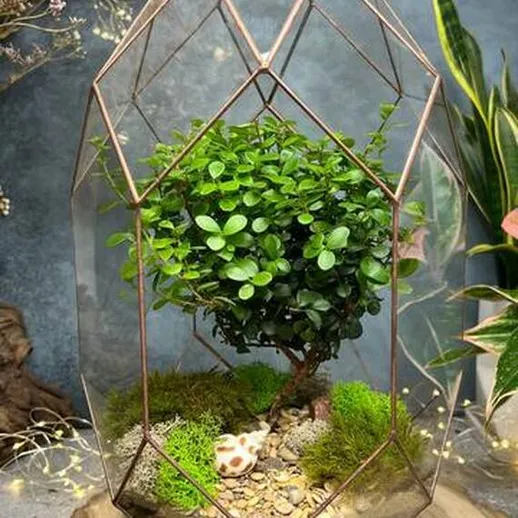 Миниатюрный сад в террариуме с зеленым деревом и мхом в помещении