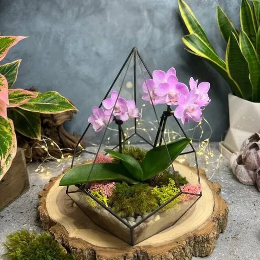 Уникальная композиция с орхидеями в геометрическом террариуме на деревянной подставке
