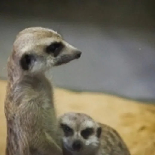 Сурикаты изучают окружающую среду в зоопарке во время дня