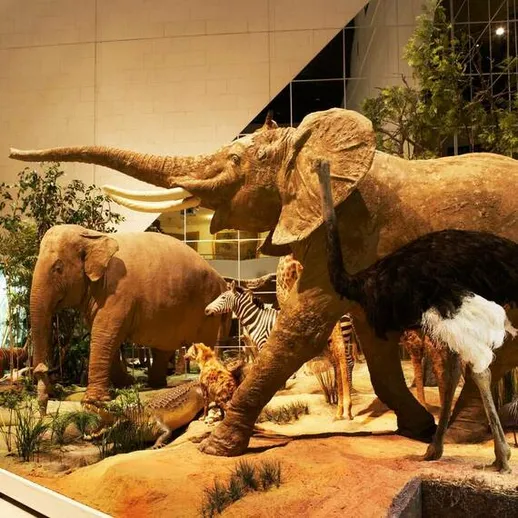 Экспозиция дикой природы с моделью африканского слона и другими животными в современном музее