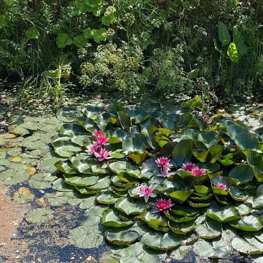 Цветущие кувшинки на горизонте пруда в солнечный летний день