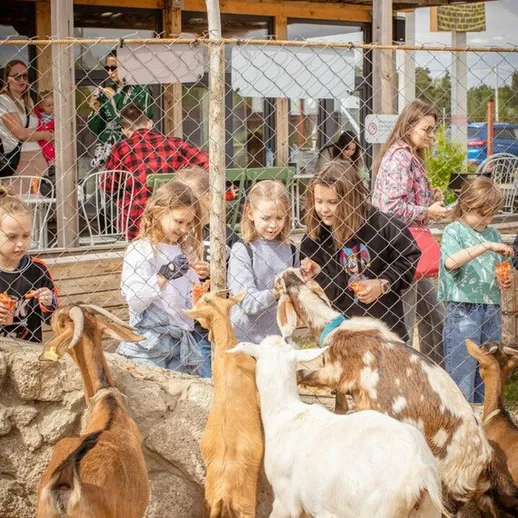 Дети кормят коз на ферме в солнечный день