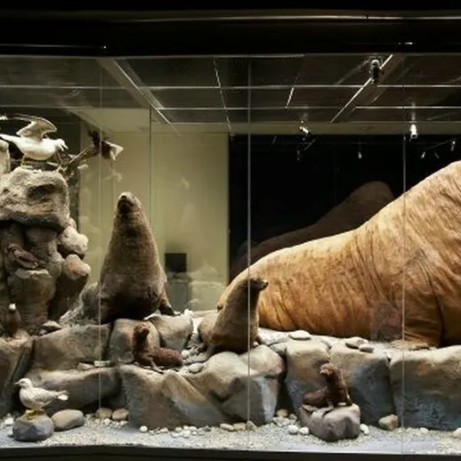 Морж в аквариуме среди камней и морских животных, исследующий пространство и отдыхая